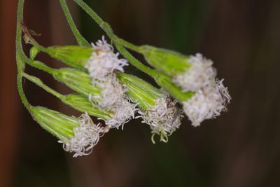 Ageratina havanensis, photographed by Michelle W. （鍾偉瑋）