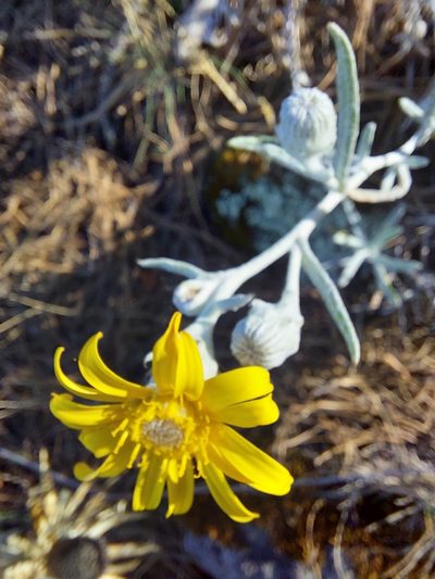 Senecio mairetianus, photographed by Jalil R.