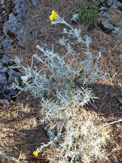 Senecio mairetianus, photographed by Jalil R.