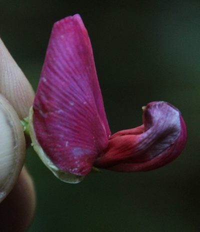 Canavalia bonariensis, photographed by Tony Rebelo