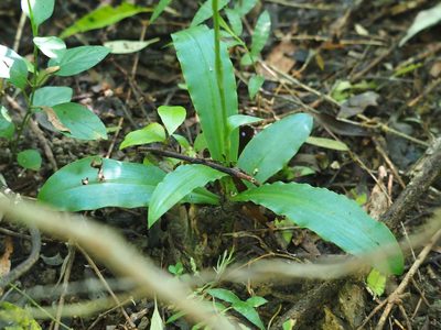 Habenaria lucida, photographed by 葉子
