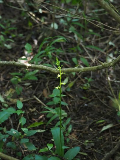 Habenaria lucida, photographed by 葉子