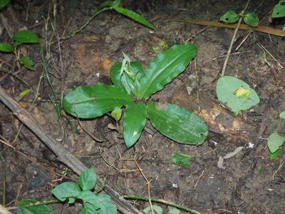 Habenaria lucida, photographed by 葉子