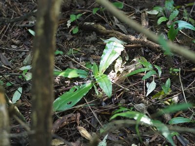 Habenaria lucida, photographed by 葉子