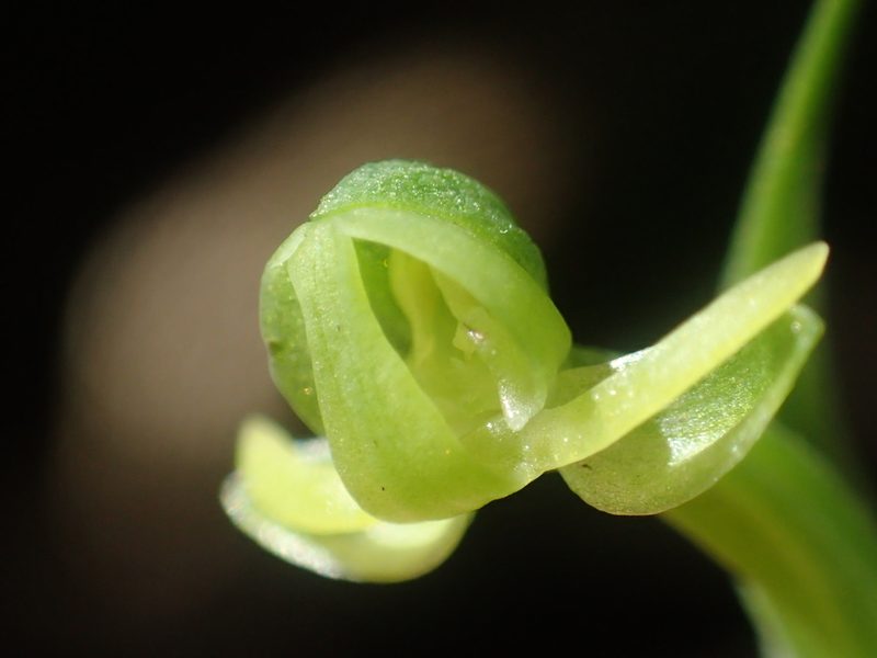 Habenaria lucida, photographed by 葉子