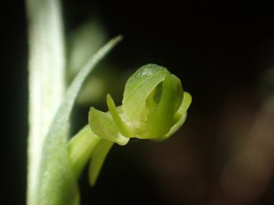 Habenaria lucida, photographed by 葉子