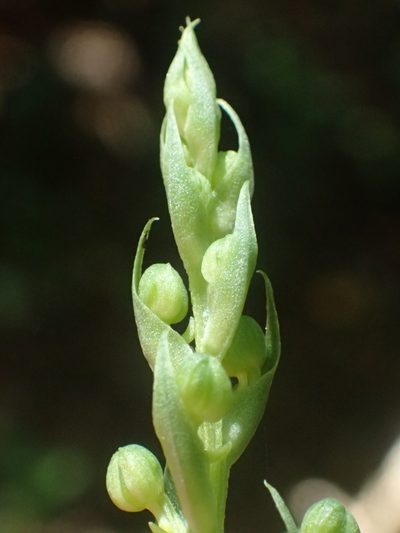 Habenaria lucida, photographed by 葉子