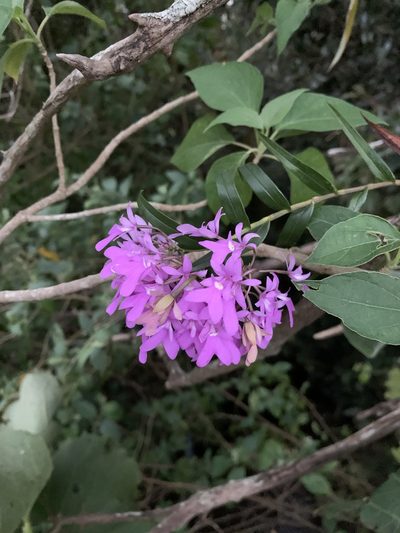 Epidendrum centropetalum, photographed by Ashwin Srinivasan