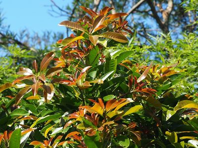 Buchanania arborescens, photographed by 葉子