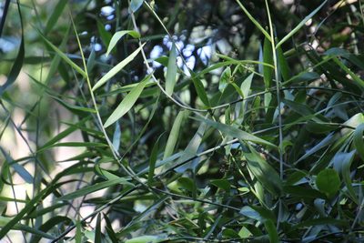 Flagellaria guineensis, photographed by Tony Rebelo