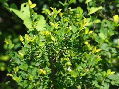Dendrolobium dispermum, photographed by 葉子