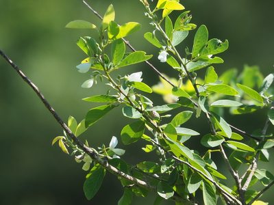 Dendrolobium dispermum, photographed by 葉子