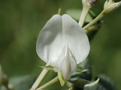 Dendrolobium dispermum, photographed by 葉子
