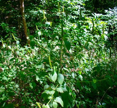 Agastache nepetoides, photographed by Whitney Mattila