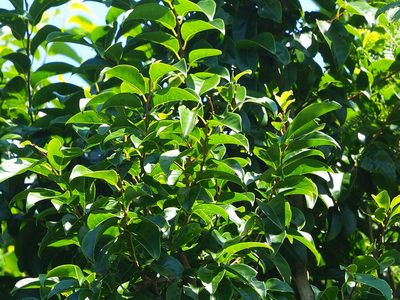 Margaritaria indica, photographed by 葉子