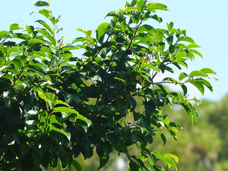 Margaritaria indica, photographed by 葉子