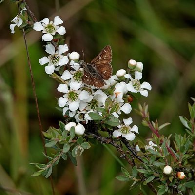 Leptospermum myrtifolium, photographed by Max Campbell