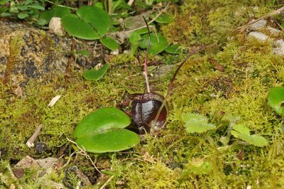 Corybas macranthus, photographed by Pieter Pelser
