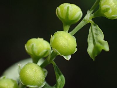 Phyllanthus debilis, photographed by 葉子
