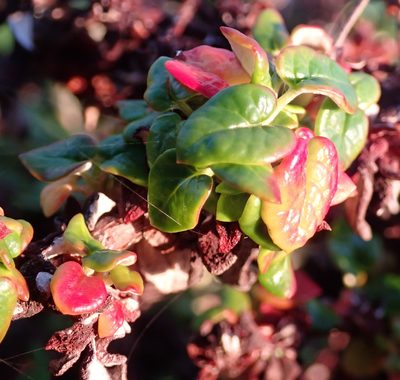 Eriogonum parvifolium, photographed by Henrik Kibak