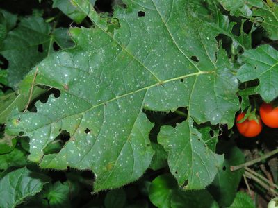 Solanum capsicoides, photographed by Diogo Luiz