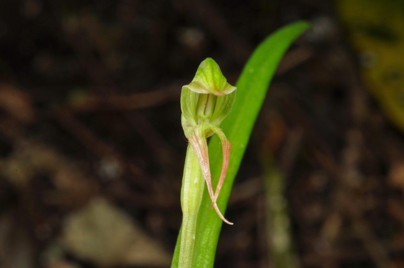 Pterostylis porrecta, photographed by Pieter Pelser