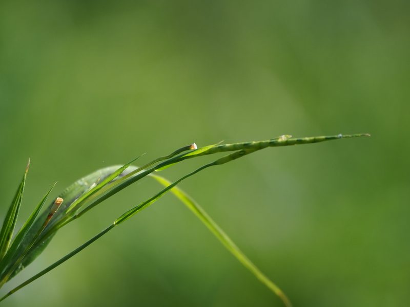Rottboellia cochinchinensis, photographed by 葉子