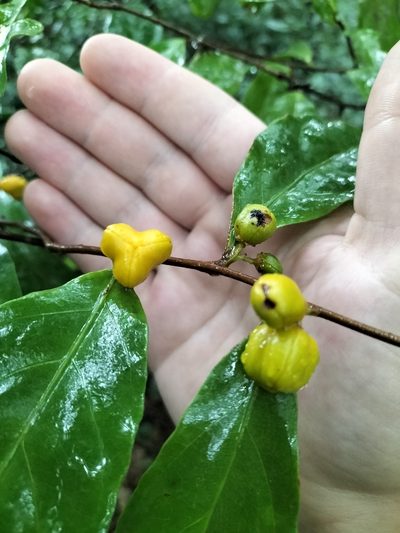 Dichapetalum papuanum, photographed by Matthew Borella