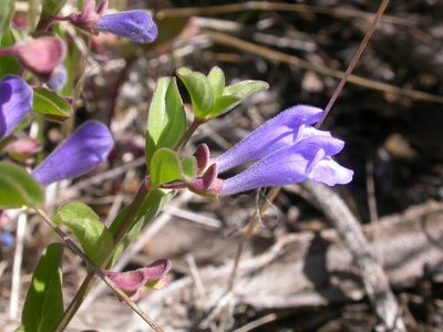 Scutellaria angustifolia, photographed by Matt Lavin