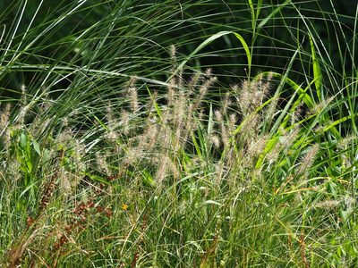 Cenchrus alopecuroides, photographed by 葉子