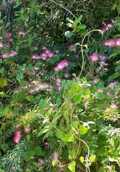 Calliandra selloi, photographed by LPB