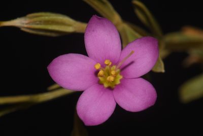Zeltnera maryanniana, photographed by Brian Finzel