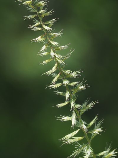 Dinebra retroflexa, photographed by 葉子