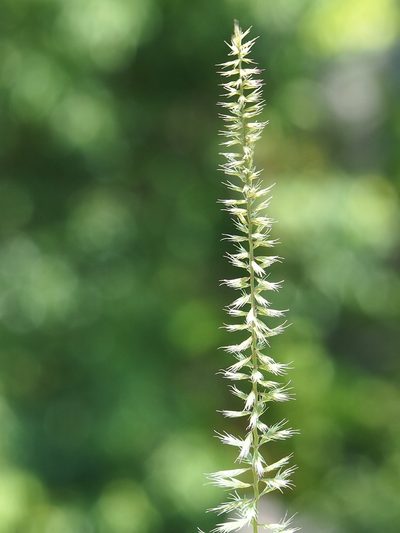 Dinebra retroflexa, photographed by 葉子
