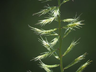 Dinebra retroflexa, photographed by 葉子