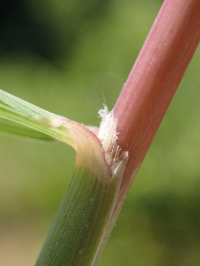 Dinebra retroflexa, photographed by 葉子