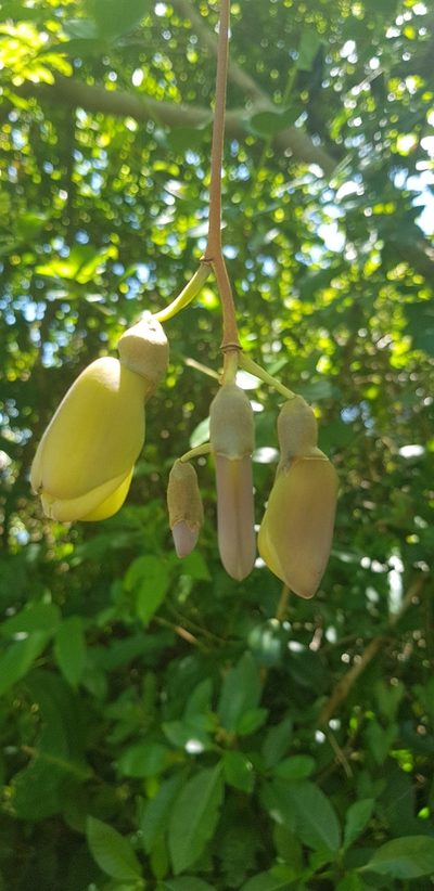 Mucuna urens, photographed by LPB