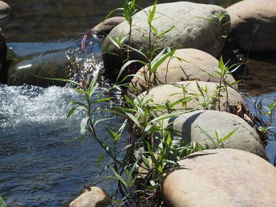 Persicaria glabra, photographed by 葉子