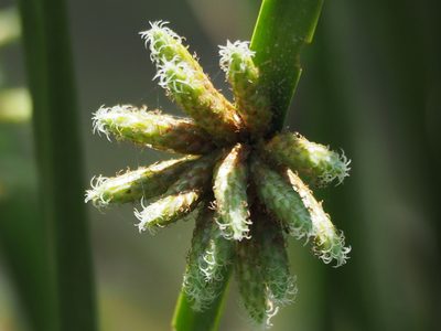 Schoenoplectiella mucronata, photographed by 葉子