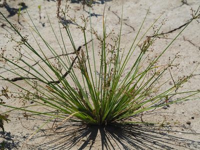 Fimbristylis littoralis, photographed by 葉子