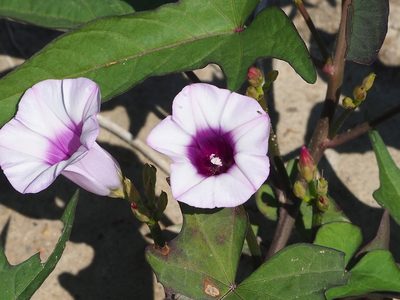Ipomoea batatas, photographed by 葉子