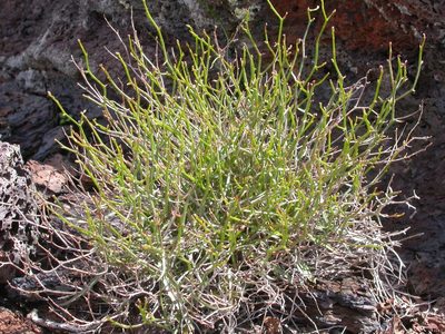 Stephanomeria tenuifolia, photographed by Matt Lavin