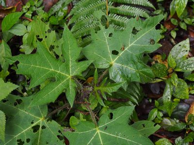 Solanum acerifolium, photographed by Lena Struwe