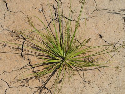 Fimbristylis littoralis, photographed by 葉子