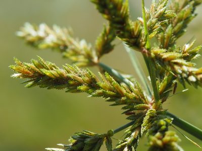 Cyperus imbricatus, photographed by 葉子
