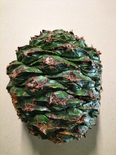 Araucaria bidwillii, photographed by Matthew Borella