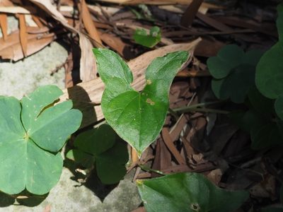 Typhonium blumei, photographed by 葉子