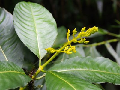 Palicourea lasiorrhachis, photographed by Lena Struwe