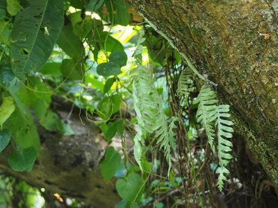 Goniophlebium formosanum, photographed by 葉子