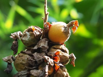 Alpinia uraiensis, photographed by 葉子